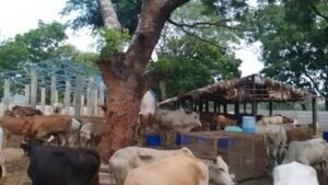 Goseva Service in Guntur